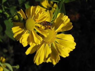 Helenium hybr. 'Goldrausch'