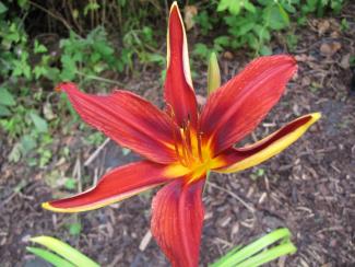 Hemerocallis cult. 'Crimson Pirate'