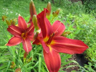 Hemerocallis cult. 'Sammy Russel'