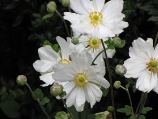 Anemone japonica 'Honorine Jobert'