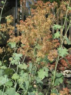 Macleaya cordata 'Korallenfeder'