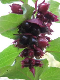 Leycesteria formosa