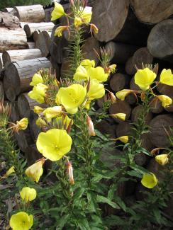 Oenothera biennis