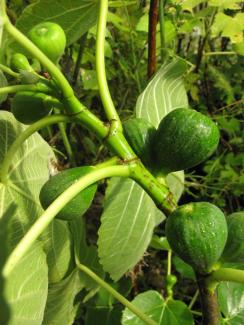 Ficus carica 'Jaunes de Reims'