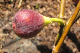 Ficus carica 'Negronne'