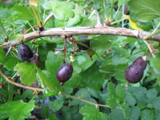 Ribes divaricatum hybr.