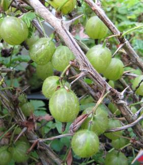 Ribes uva-crispa 'Invicta'