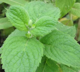 Mentha rotundifolia 'Bowles Apfelminze'
