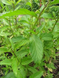 Mentha sp. 'Russische Pfefferminze'