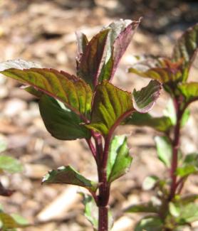 Mentha piperita var. citrata 'Limonenminze'