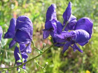 Aconitum henryi 'Spark'