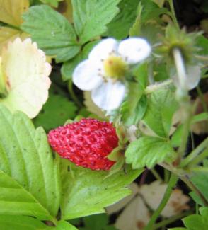 Fragaria vesca var. semperflorens 'Verbesserte Rügen'