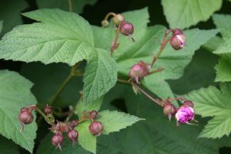 Rubus odoratus