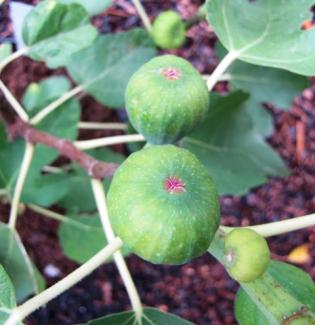 Ficus carica, Standort Karlstadt