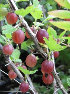 Ribes uva-crispa 'Hinnonmäki rot'