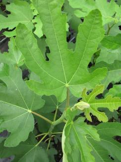 Ficus carica 'Dottato'