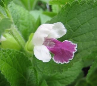 Melittis melissophyllum 'Royal Velvet Distinction' (S)