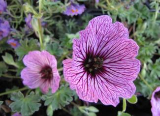 Geranium cinereum 'Ballerina'