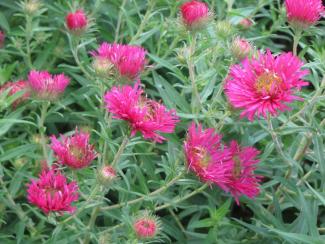 Aster novae-angliae 'Alma Pötschke'