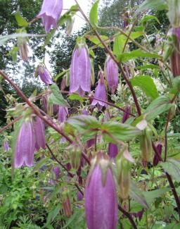 Campanula punctata 'Sarastro'