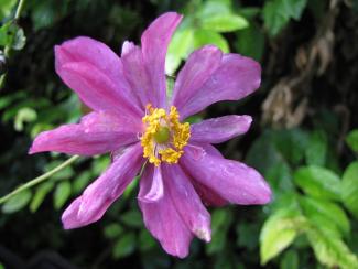 Anemone japonica 'Prinz Heinrich'