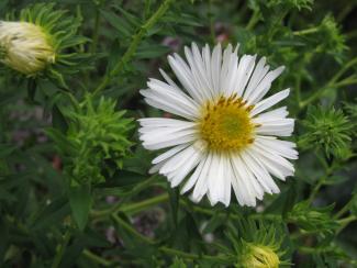 Aster novae-angliae 'Herbstschnee'