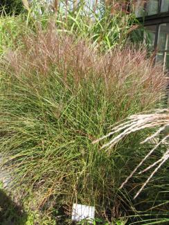 Miscanthus sinensis 'Kleine Silberspinne'