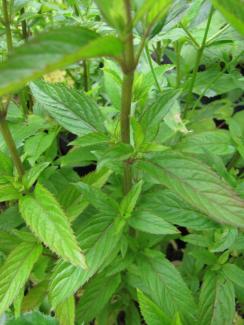 Mentha sp. 'Kümmel-Minze'