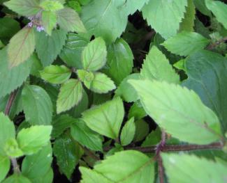 Mentha sp. 'Lavendelminze'