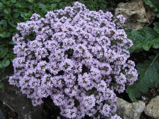 Thymus cherlerioides x vulgaris 'Duftkissen'