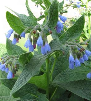 Symphytum azureum