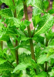 Mentha austriaca 'Kärntner-Minze'