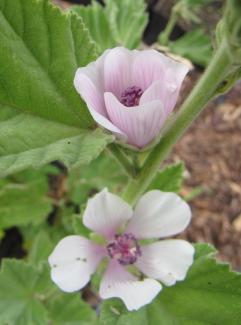 Althaea officinalis