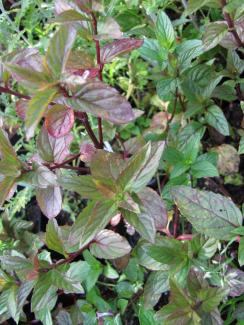 Mentha spicata 'Black Spearmint'