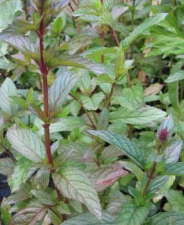 Mentha spicata var. anisata 'Anisminze'