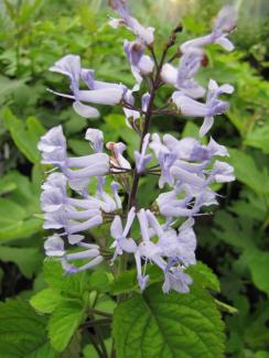 Plectranthus zuluensis