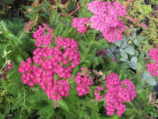 Achillea millefolium 'Velour'