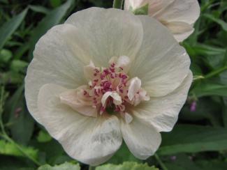 Alcalthea (Alcea) suffrutescens 'Parkallee'