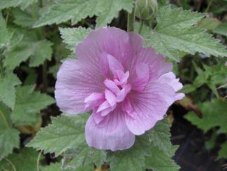 Alcalthea (Alcea) suffrutescens 'Parkrondell'