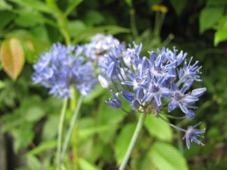 Allium caeruleum