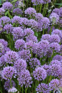 Allium nutans senescens Millenium