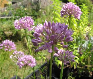 Allium hybr. 'Quattro'