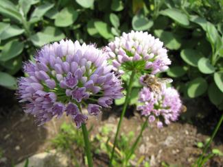 Allium senescens ssp. senescens