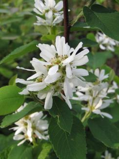 Amelanchier lamarckii Prince William