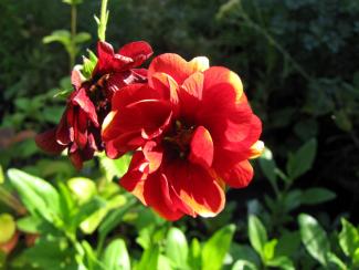 Potentilla x cultorum 'Arc en Ciel'