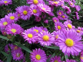 Aster novi-belgii 'Karminkuppel'