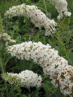Buddleja davidii White Profusion