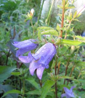 Campanula trachelium