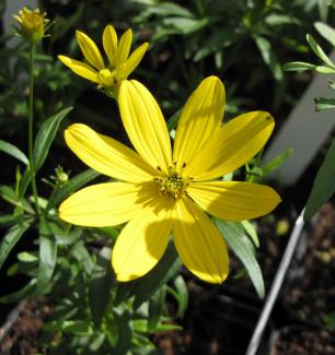 Coreopsis verticillata x palmata 'Johannes'