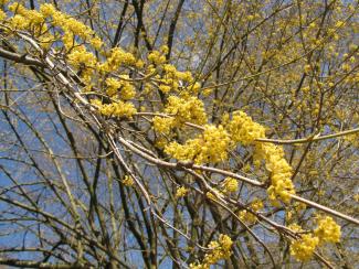 Cornus mas, Wildform